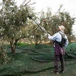 Cretan Heritage – One Root &ndash; Detail 5 | RedBlad