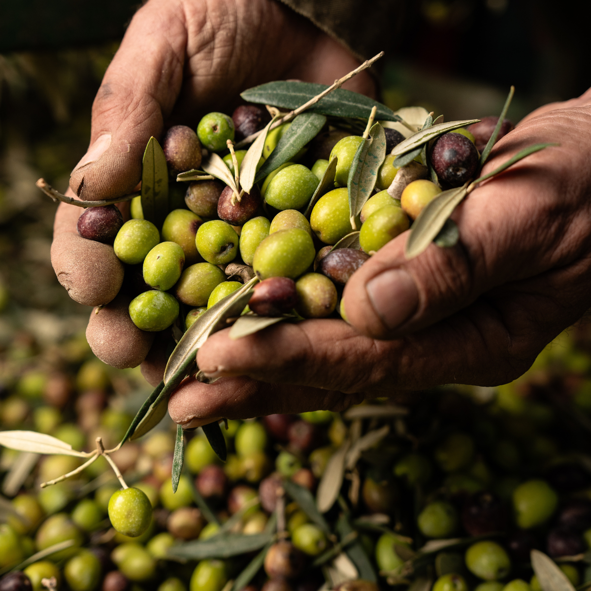 Cretan Heritage – One Root Bio