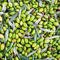 Olio Mimi – Ogliarola thumbnail