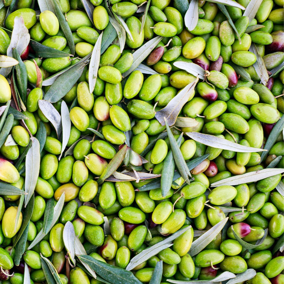 Olio Mimì Ogliarola, foto 5